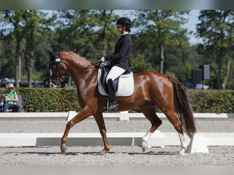 Other Breeds Gelding 7 years 15.1 hh  in Oost West en Middelbeers