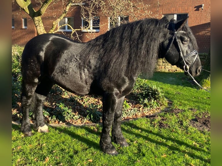 Other Breeds Gelding 7 years 15,2 hh Black in Hopsten