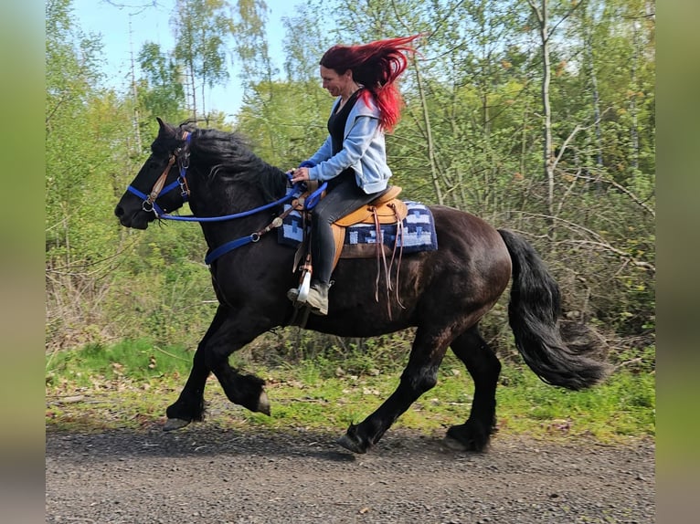 Other Breeds Gelding 7 years 15.2 hh Black in Linkenbach