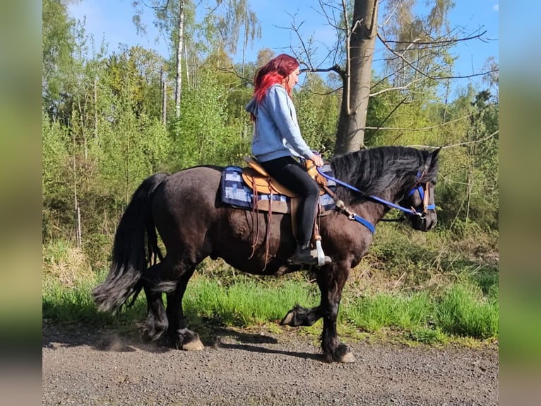 Other Breeds Gelding 7 years 15.2 hh Black in Linkenbach