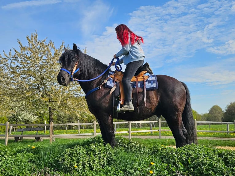 Other Breeds Gelding 7 years 15.2 hh Black in Linkenbach