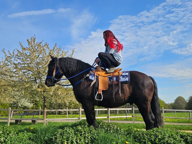 Other Breeds Gelding 7 years 15.2 hh Black in Linkenbach