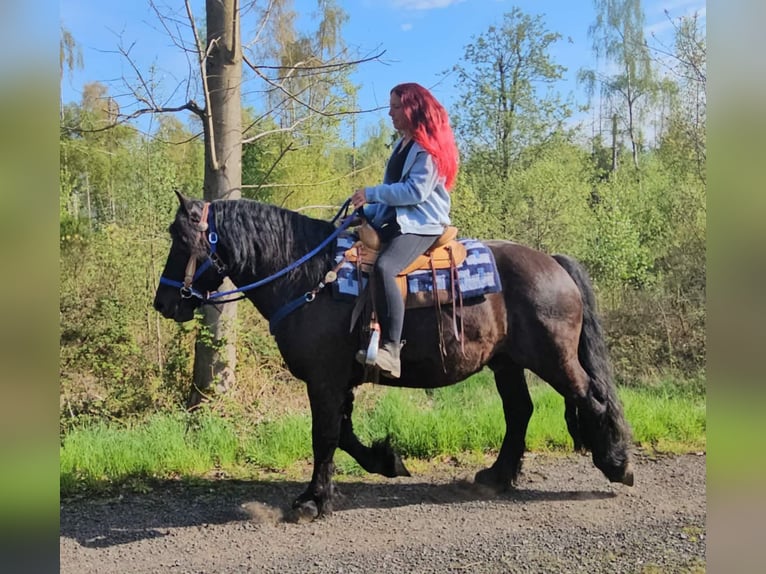 Other Breeds Gelding 7 years 15.2 hh Black in Linkenbach