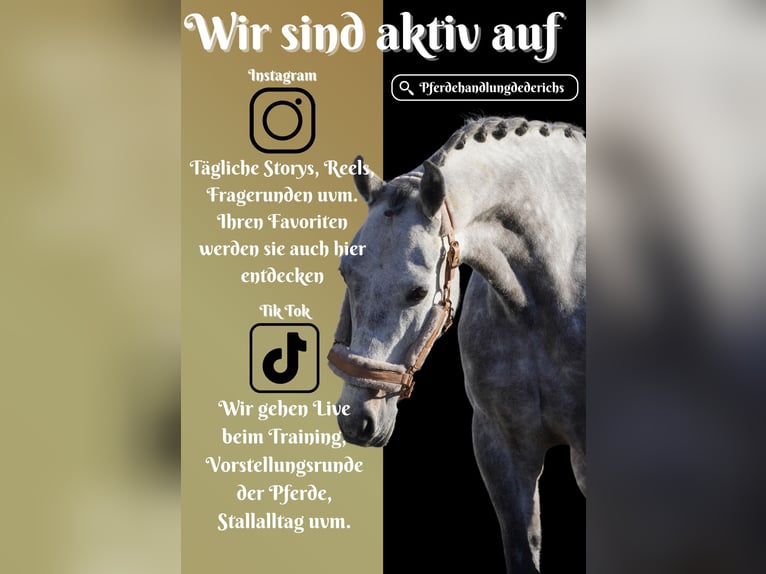 Other Breeds Gelding 7 years 15,2 hh Gray-Dark-Tan in Nettersheim