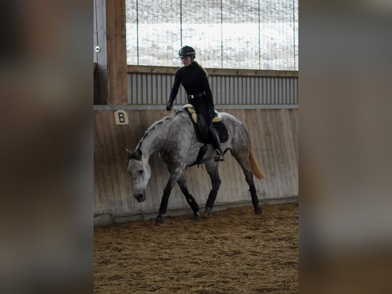 Other Breeds Gelding 7 years 15,2 hh Gray-Dark-Tan in Nettersheim