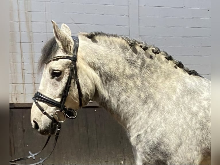 Other Breeds Gelding 7 years 15,2 hh Gray in Hopsten