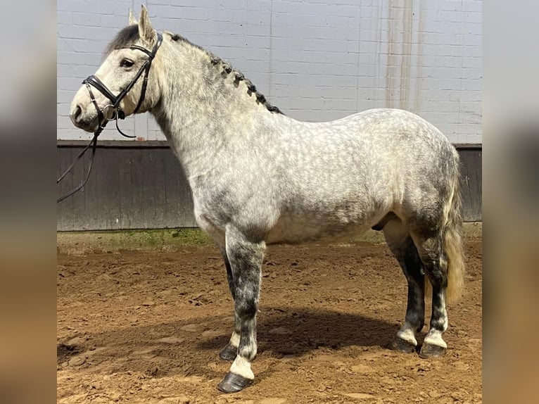 Other Breeds Gelding 7 years 15,2 hh Gray in Hopsten