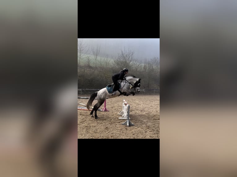 Other Breeds Mix Gelding 7 years 15,2 hh Gray in Karsbach