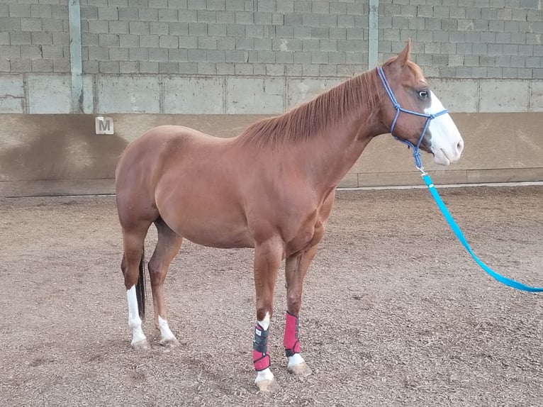 Other Breeds Gelding 7 years 15 hh Chestnut-Red in Nordheim