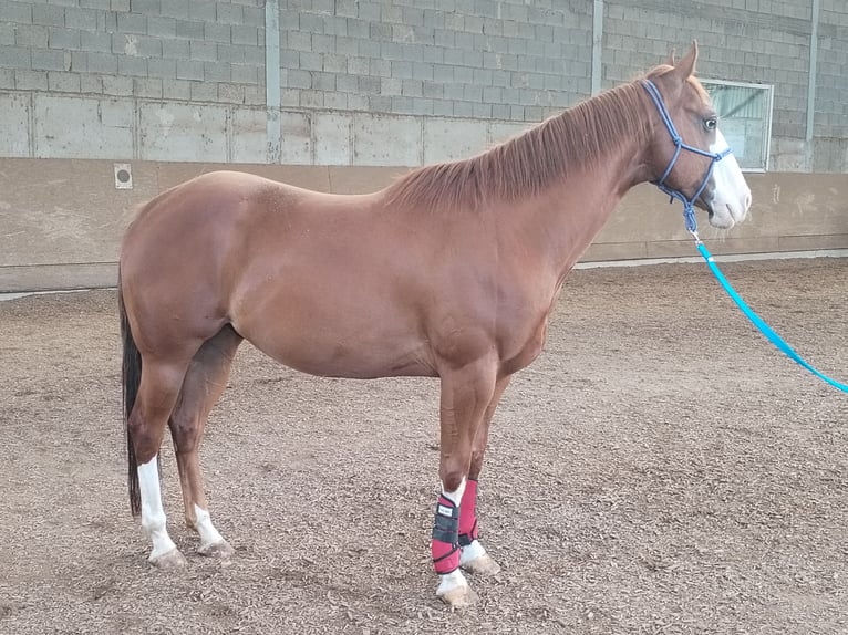 Other Breeds Gelding 7 years 15 hh Chestnut-Red in Nordheim