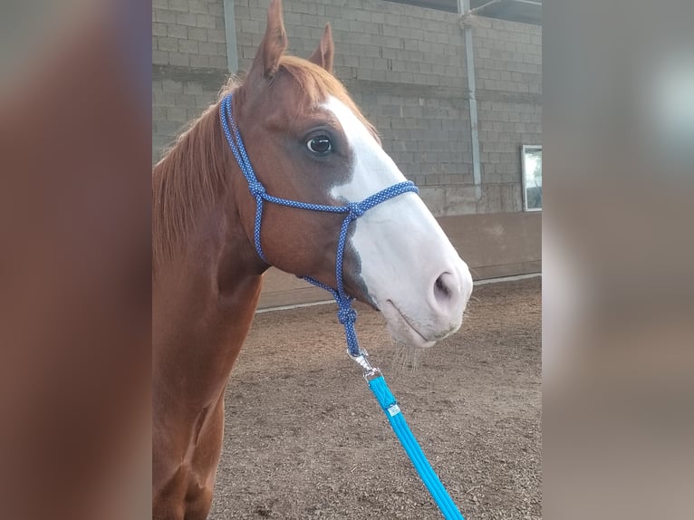 Other Breeds Gelding 7 years 15 hh Chestnut-Red in Nordheim