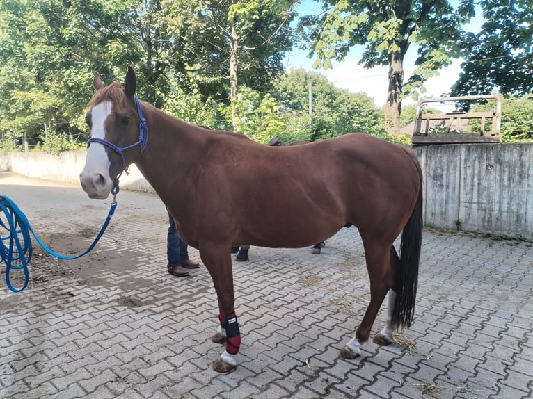 Other Breeds Gelding 7 years 15 hh Chestnut-Red in Nordheim