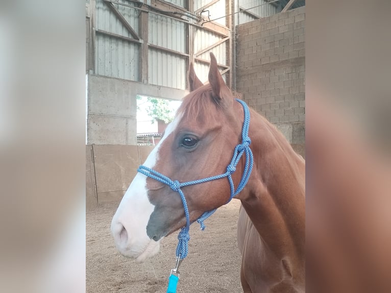 Other Breeds Gelding 7 years 15 hh Chestnut-Red in Nordheim