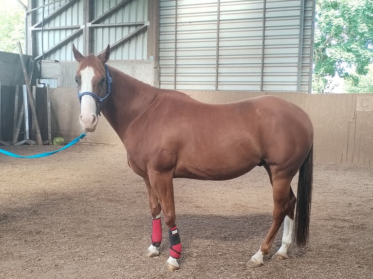 Other Breeds Gelding 7 years 15 hh Chestnut-Red in Nordheim