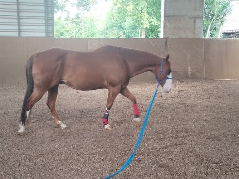 Other Breeds Gelding 7 years 15 hh Chestnut-Red in Nordheim