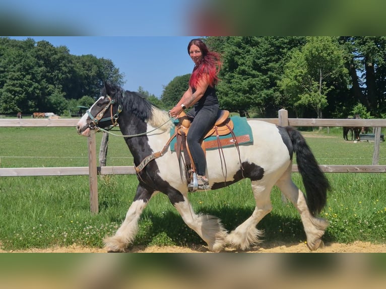 Other Breeds Gelding 7 years 15 hh Pinto in Linkenbach
