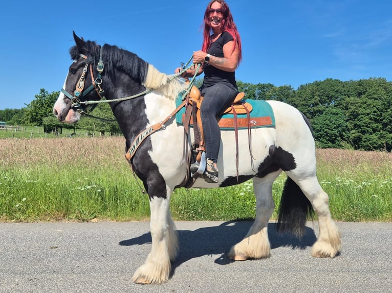 Other Breeds Gelding 7 years 15 hh Pinto in Linkenbach