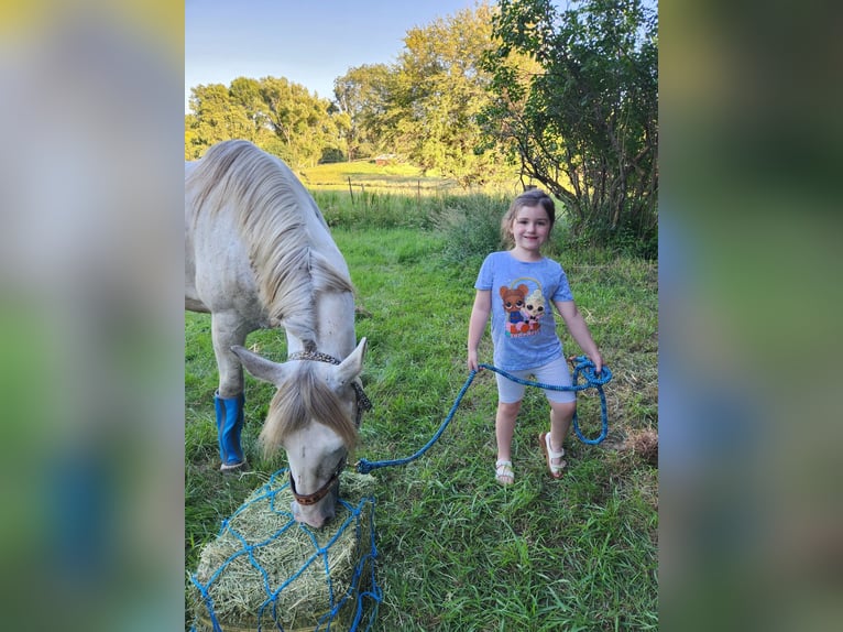 Other Breeds Gelding 7 years 15 hh White in Sioux City