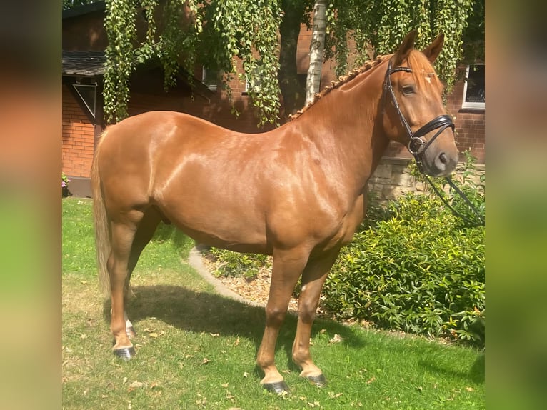 Other Breeds Gelding 7 years 15,1 hh Chestnut-Red in Hopsten Other Breeds Gelding 7 years 15,1 hh Chestnut-Red in Hopsten
