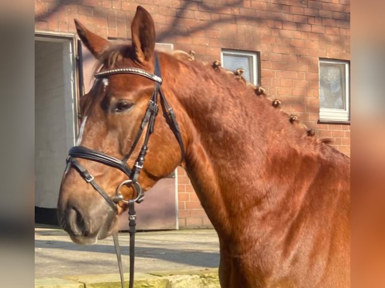 Other Breeds Gelding 7 years 15,1 hh Chestnut-Red in Hopsten