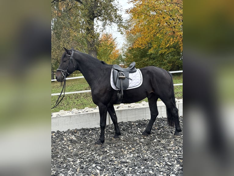 Other Breeds Mix Gelding 7 years 15,2 hh Black in Haag Dorf