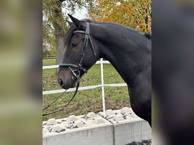 Other Breeds Mix Gelding 7 years 15,2 hh Black in Haag Dorf