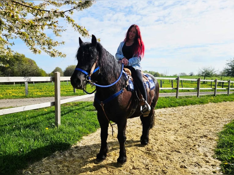 Other Breeds Gelding 7 years 15,2 hh Black in Linkenbach