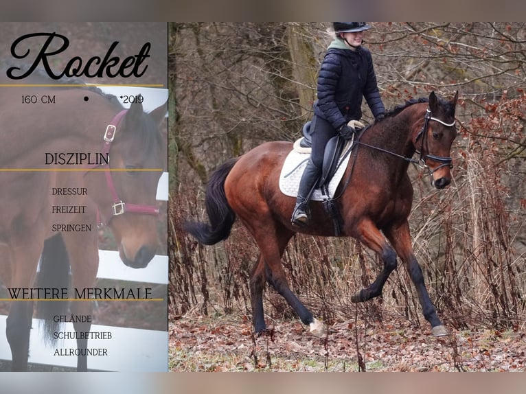 Other Breeds Gelding 7 years 15,2 hh Brown in Nettersheim