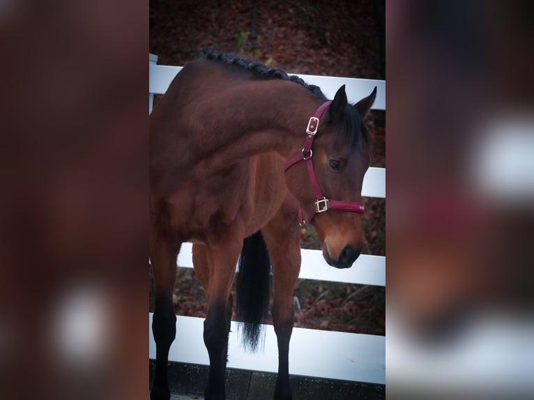 Other Breeds Gelding 7 years 15,2 hh Brown in Nettersheim
