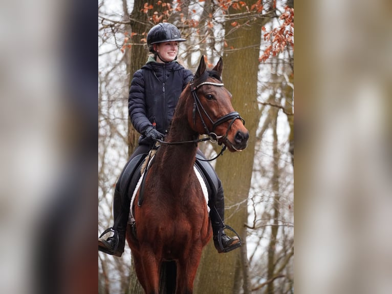 Other Breeds Gelding 7 years 15,2 hh Brown in Nettersheim