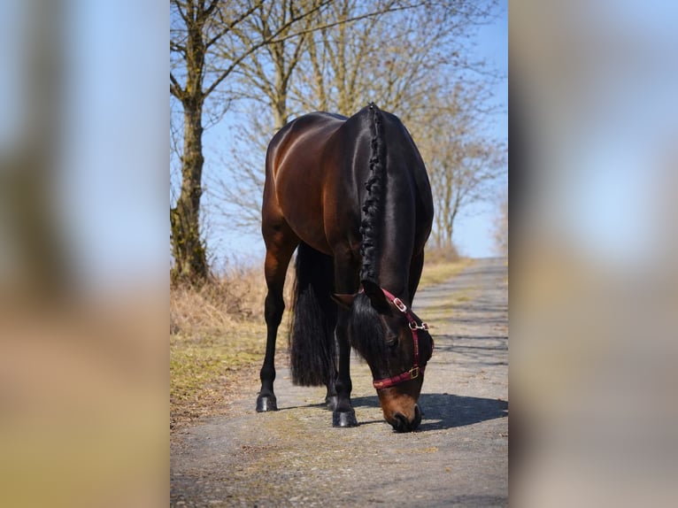Other Breeds Gelding 7 years 15,3 hh Smoky-Black in Nettersheim