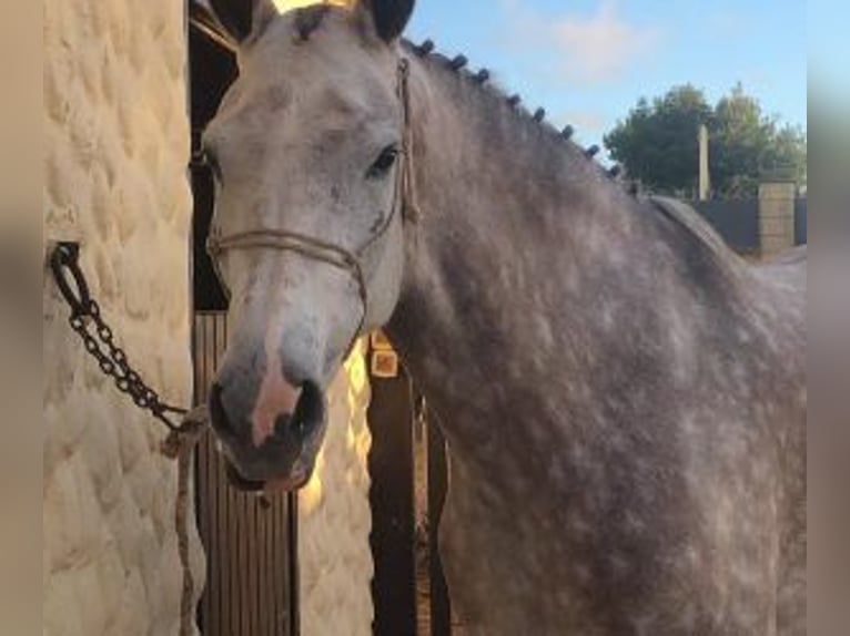 Other Breeds Mix Gelding 7 years 16,1 hh Gray in SEVILLA