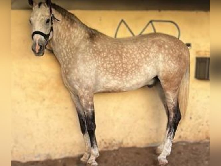 Other Breeds Mix Gelding 7 years 16,1 hh Gray in SEVILLA