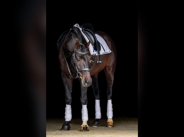 Other Breeds Gelding 7 years 16 hh Bay-Dark in Ames
