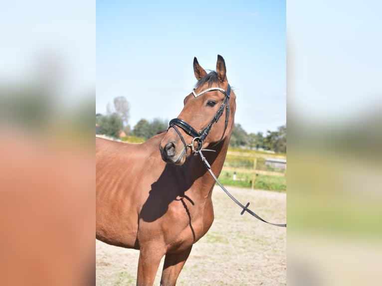 Other Breeds Gelding 7 years 16 hh Bay in Achtmaal