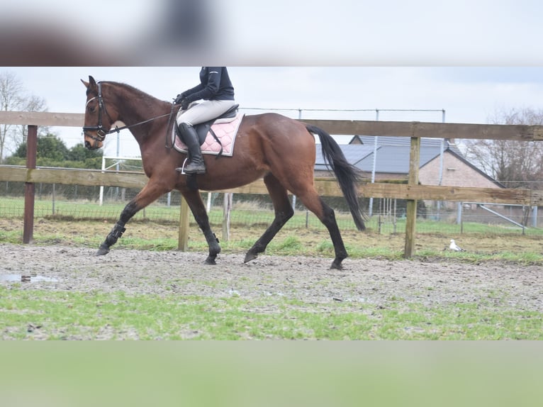 Other Breeds Gelding 7 years 16 hh Brown in Achtmaal