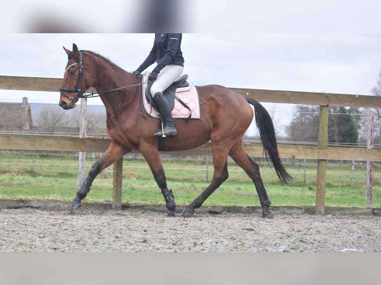 Other Breeds Gelding 7 years 16 hh Brown in Achtmaal