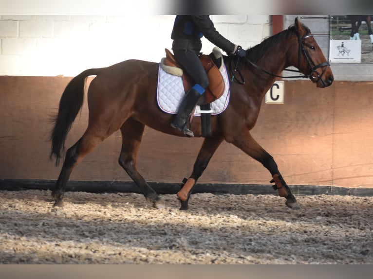 Other Breeds Gelding 7 years 16 hh Brown in Achtmaal