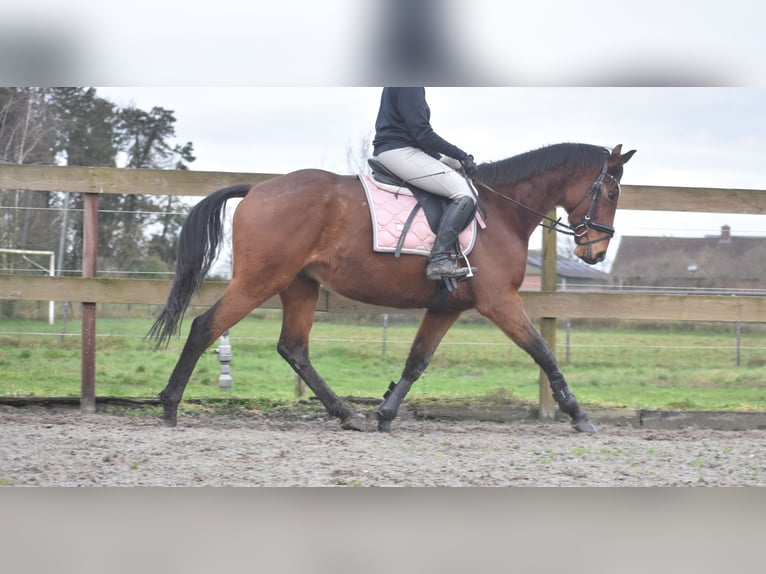 Other Breeds Gelding 7 years 16 hh Brown in Achtmaal