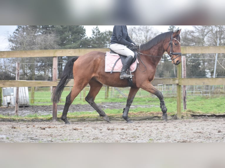 Other Breeds Gelding 7 years 16 hh Brown in Achtmaal