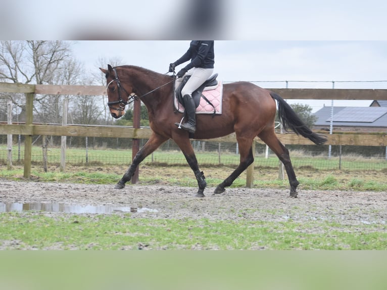 Other Breeds Gelding 7 years 16 hh Brown in Achtmaal