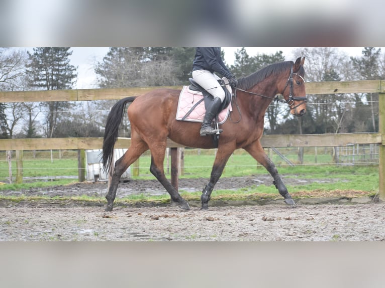 Other Breeds Gelding 7 years 16 hh Brown in Achtmaal