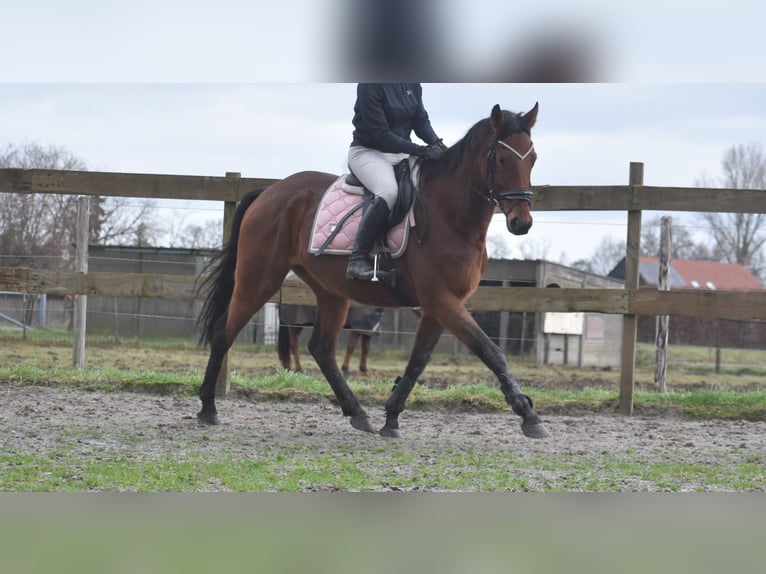 Other Breeds Gelding 7 years 16 hh Brown in Achtmaal