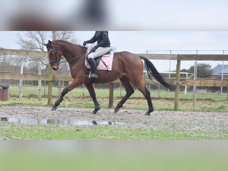 Other Breeds Gelding 7 years 16 hh Brown in Achtmaal