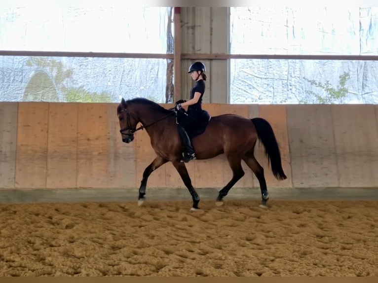 Other Breeds Gelding 7 years 16 hh Brown in Babenhausen