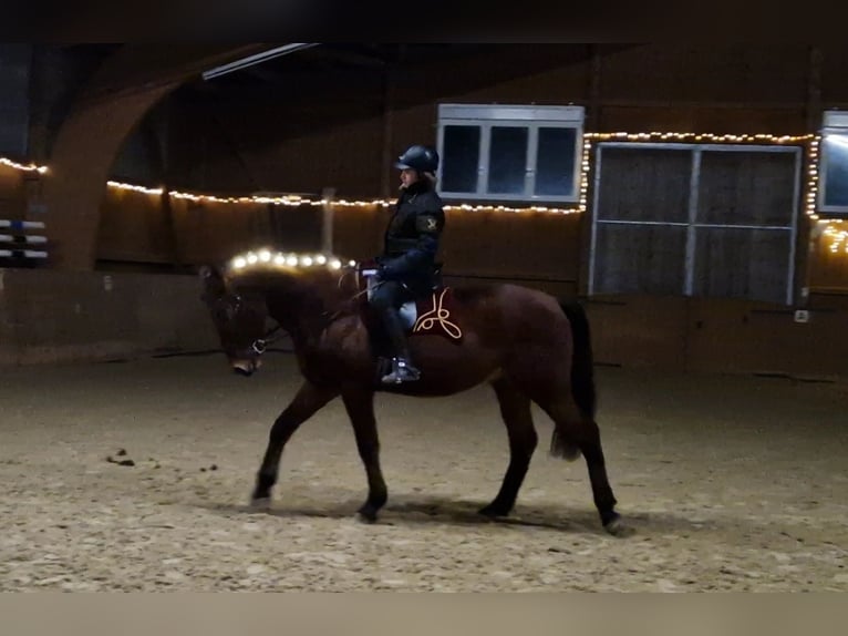 Other Breeds Gelding 7 years 16 hh Brown in Babenhausen