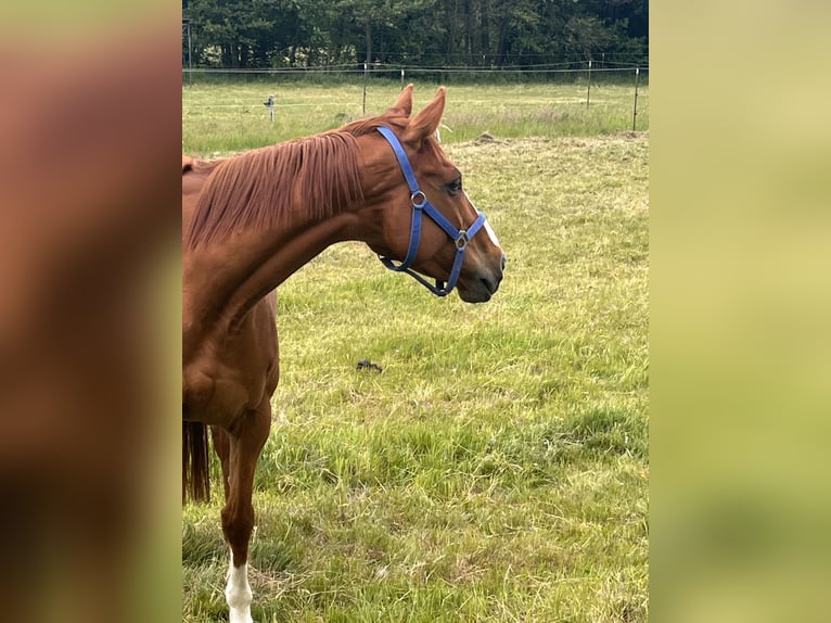 Other Breeds Gelding 7 years 16,1 hh Chestnut-Red in Sonnefeld