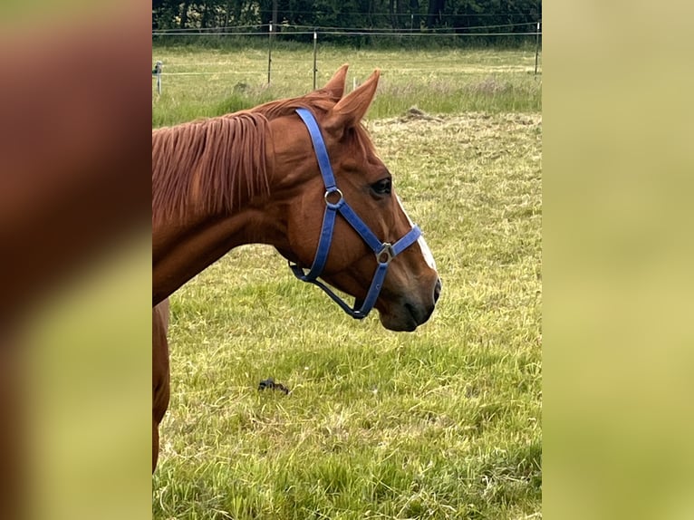 Other Breeds Gelding 7 years 16,1 hh Chestnut-Red in Sonnefeld