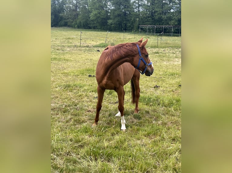 Other Breeds Gelding 7 years 16,1 hh Chestnut-Red in Sonnefeld