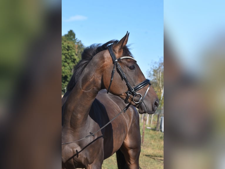 Other Breeds Gelding 7 years 16,2 hh Bay-Dark in Achtmaal